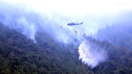 Gigantesque incendie dans la plus grande forêt de pins du Liban