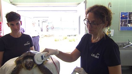 La Fundación CRAM y Damm liberan a la tortuga marina 'Inédit'