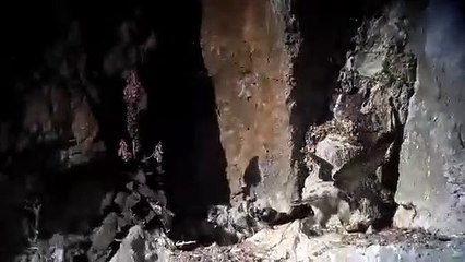 Des poussins de faucon pèlerin sortent de leur nid près de Dinan