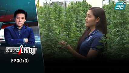 นับถอยหลังปลดล็อก “กัญชา”  | เข้มข่าวใหญ่ (1/3) | 8 มิ.ย. 65