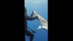 Un plongeur aide un requin en lui retirant un hameçon... joli