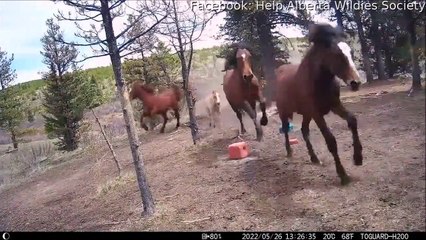 Regardez pourquoi ces chevaux prennent la fuite...