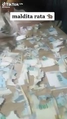 Rata destruye los ahorros de una mujer; eran alrededor de 19 mil lempiras