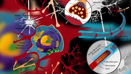 10 Descubrimientos en #Neurociencia que te dejarán boquiabierto