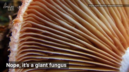 Come on the Journey to Discover One of the Largest Living Things on Earth That’s Also Edible?