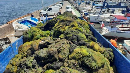 Tres miembros de la Cofradía de Pescadores de San Pedro del Pinatar retirando un manto de alga cabello de ángel en la zona sur del Mar Menor.