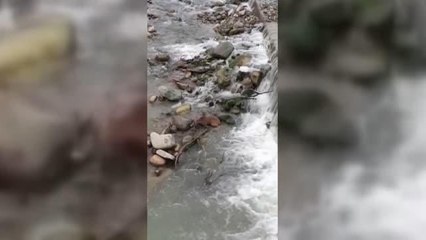 Dereye düşen karaca kurtarıldı