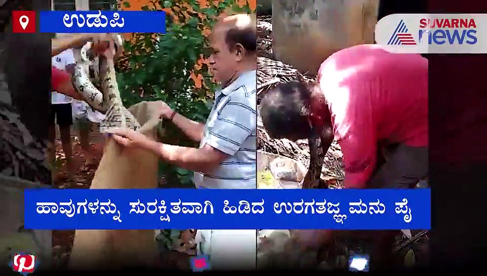 ದನದ ಹಟ್ಟಿಯಲ್ಲಿ ಬೃಹತ್ ಹೆಬ್ಬಾವುಗಳು: ಹಿಡಿಯೋಕೋದ್ರೆ ಕೈಗೆ ಸುತ್ತಿತು!