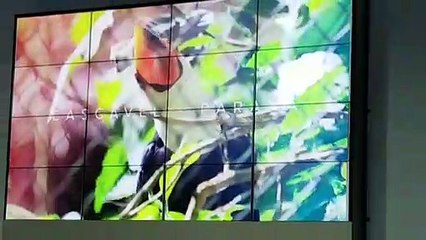 Abertura da Semana do Meio Ambiente acontece hoje (06); desassoreamento do Lago é um dos temas