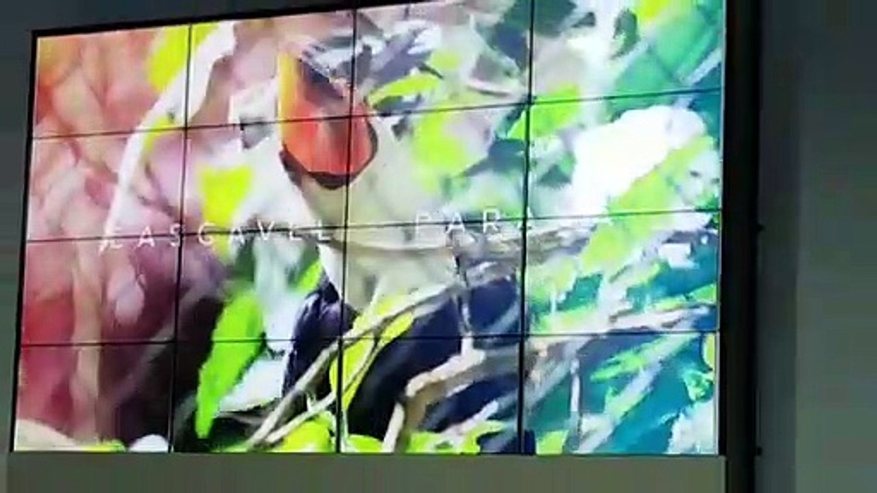 Abertura da Semana do Meio Ambiente acontece hoje (06); desassoreamento do Lago é um dos temas