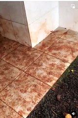 Goldens Get Mud Everywhere