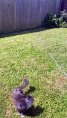Bert the Cat Loves Chasing Water From Hose