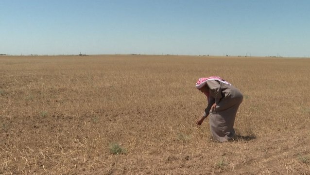 Climate crisis destroying Syrian crops