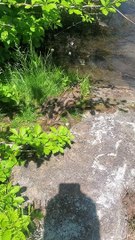 Family Happens Upon Mating Snakes
