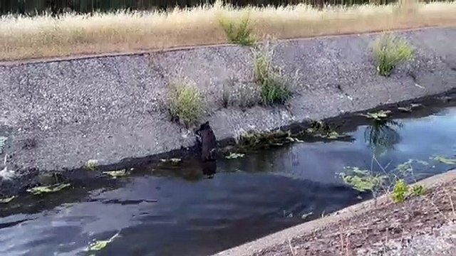 Los bomberos de Córdoba rescatan a un jabalí del canal