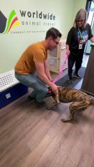 Reunited With Our Dutch Shepherd Bagheera After 7 Months