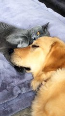 Greg the Cat Squeezes Boris the Dog's Face and Gives Kisses