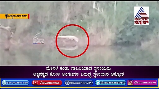 ಕಾಫಿನಾಡಿನಲ್ಲಿ ಇದೆಂಥಾ ರಗಳೆ? ಭದ್ರಾ ತೀರಕ್ಕೆ ಬಂತು ಭಾರೀ ಗಾತ್ರದ ಮೊಸಳೆ!