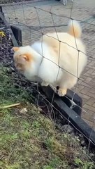 fat cat magic trick is amazing..