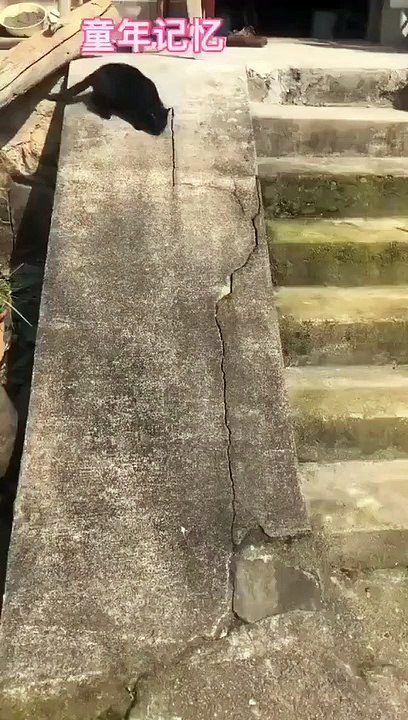 black cat is having fun
