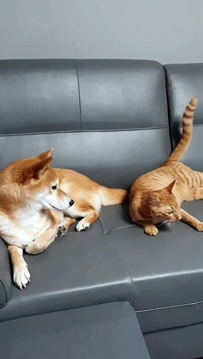 Cat or dog