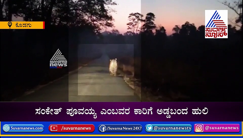 ಬೆಳ್ಳಂಬೆಳಗ್ಗೆ ಹುಲಿ ಪ್ರತ್ಯಕ್ಷ, ಅರ್ಧ ಗಂಟೆ ರಸ್ತೆಯಲ್ಲೇ ವಾಕಿಂಗ್..!