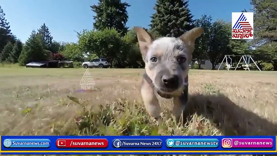 ಪ್ರೀತಿಯಿಂದ ಸಾಕೋ ನಾಯಿ ಆಹಾರ ಹೀಗಿರಲಿ