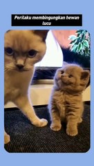 Funny Animals, Cats, dog, Elephan etc