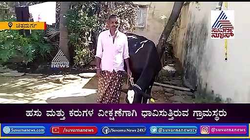 ಚಿತ್ರದುರ್ಗ: 5 ನಿಮಿಷದಲ್ಲಿ ಮೂರು ಕರುಗಳಿಗೆ ಜನ್ಮ ನೀಡಿದ ಗೋಮಾತೆ