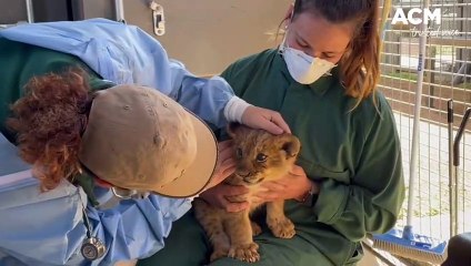 Lion cub health checks | June 2022 | Daily Liberal