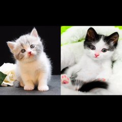 Funny Animal Videos 2022- Funniest Cats And Dogs Videos Compilation 2022