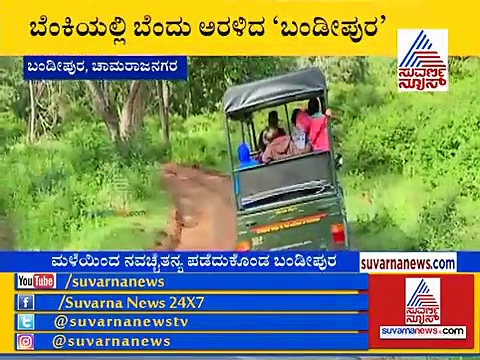 ಬೆಂಕಿಯಲ್ಲಿ ಬೆಂದು ಅರಳಿದ ಬಂಡೀಪುರ