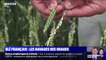 La production de blé français impactée par les orages et la grêle