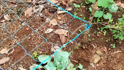 diy garden trellis step by step dm