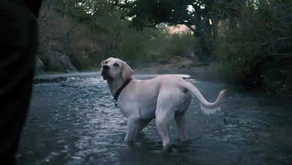 mixkit-dog-catches-a-ball-in-a-river-1494