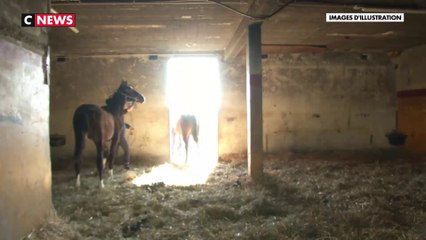 Marseille : ouverture du procès des trafiquants de viande de cheval