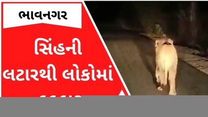 ભાવનગરઃ બાઇક ચાલક સામે અચાનક સામે આવી ગયા બે સિંહ, લોકોમાં ભયનો માહોલ