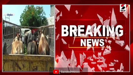 ગાય અને આખાલામાં લંપી રોગના કેસોમાં વધારો