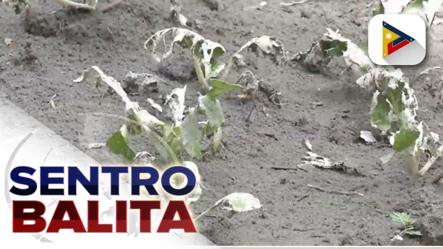 Higit P6-M halaga ng agricultural products, nasira dahil sa pag-aalburoto ng Bulkang Bulusan, ayon sa Juban Municipal Agriculture Office