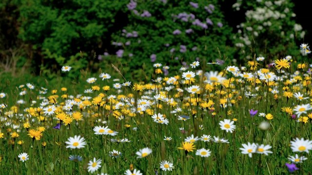 Relaxing Music Chinese Soul Flute | Sleep Music, Water Sounds, Relaxing Music, Meditation Music