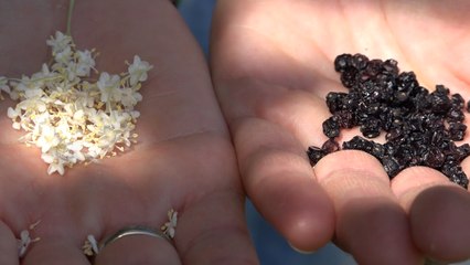 Le sureau, l’arbre aux fées en noir et blanc