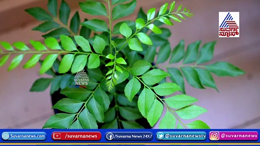 ಕೂದಲು ಹಣ್ಣಾಗ್ತಾ ಇದ್ಯಾ? ಅಯ್ಯೋ ತಲೆ ಬಿಸಿ ಏಕೆ, ಹೀಗ್ ಮಾಡಿ...