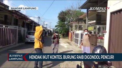 Hendak Ikut Kontes, Burung Raib Digondol Pencuri