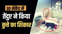 घर की दीवार पर बैठा था कुत्ता, एक 30 सेकेंड में तेंदुए ने बना लिया अपना शिकार, वीडियो वायरल
