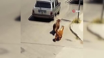 Araca bağladığı keçileri kilometrelerce koşturup böyle eziyet etti