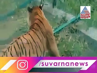 ಅಬ್ಬಾ ವ್ಯಾಘ್ರವೇ..!  ಎರಡು ಹುಲಿಗಳ ಕಾದಾಟ ಹೇಗಿದೆ ನೋಡಿ