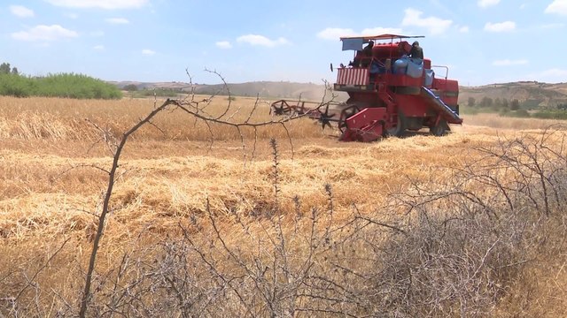سنة كارثية.. المغرب يواجه نقصا في إنتاج الحبوب