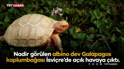Nadir görülen albino kaplumbağa açık havaya çıktı
