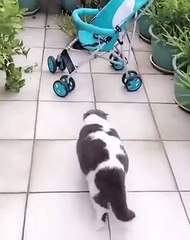 video ini berisi video kucing lucu kocak #32