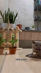 video ini berisi video kucing lucu kocak #36